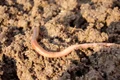 earthworm 686592 1280 jpg
