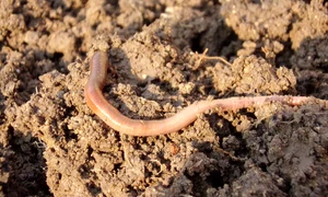 earthworm 686592 1280 jpg