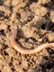 earthworm 686592 1280 jpg