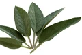 sage 74326 640 0 jpeg