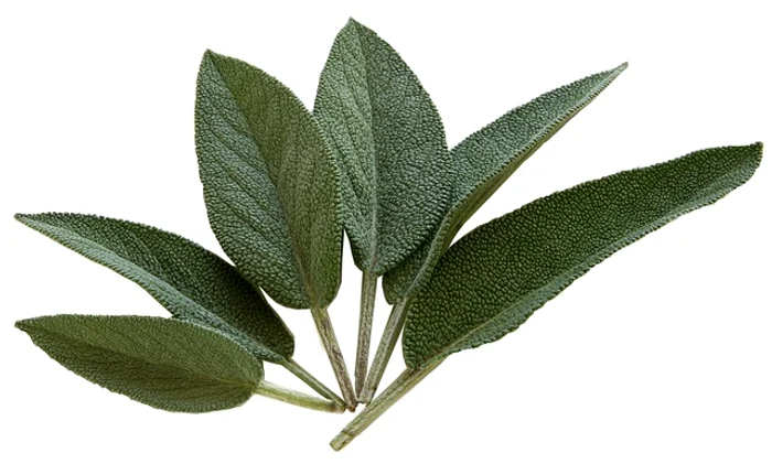 Preparatele din salvie : infuzia, decoctul, vinul, pulberea, tinctura, oţetul şi uleiul esenţial au efecte antimicrobiene, antiinflamatoare, antiseptice şi depurative, contribuind şi la scăderea nivelului de zahăr din sânge.Foto: pixabay.com