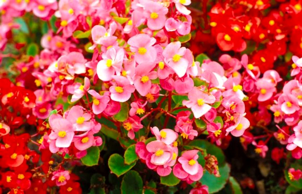 Begonia este cu siguranţă una dintre cele mai frumoase plante de apartament jpeg