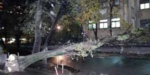Bucureşti: Un copac a căzut aseară, avariind zece maşini