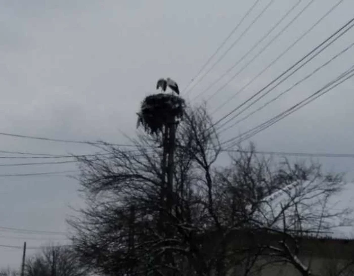 Berzele trebuie să îndure frigul şi fomea până la topirea zăpezii