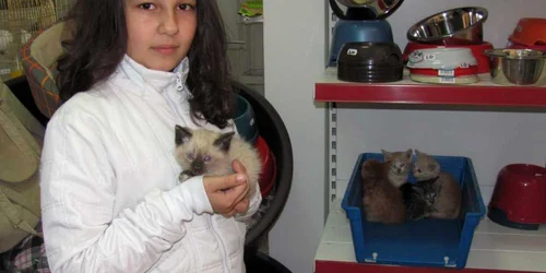 Cei cinci pisoi asteapta sa fie luati acasa