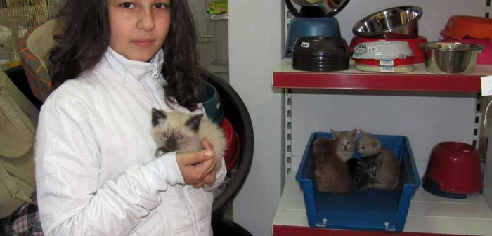 Cei cinci pisoi asteapta sa fie luati acasa