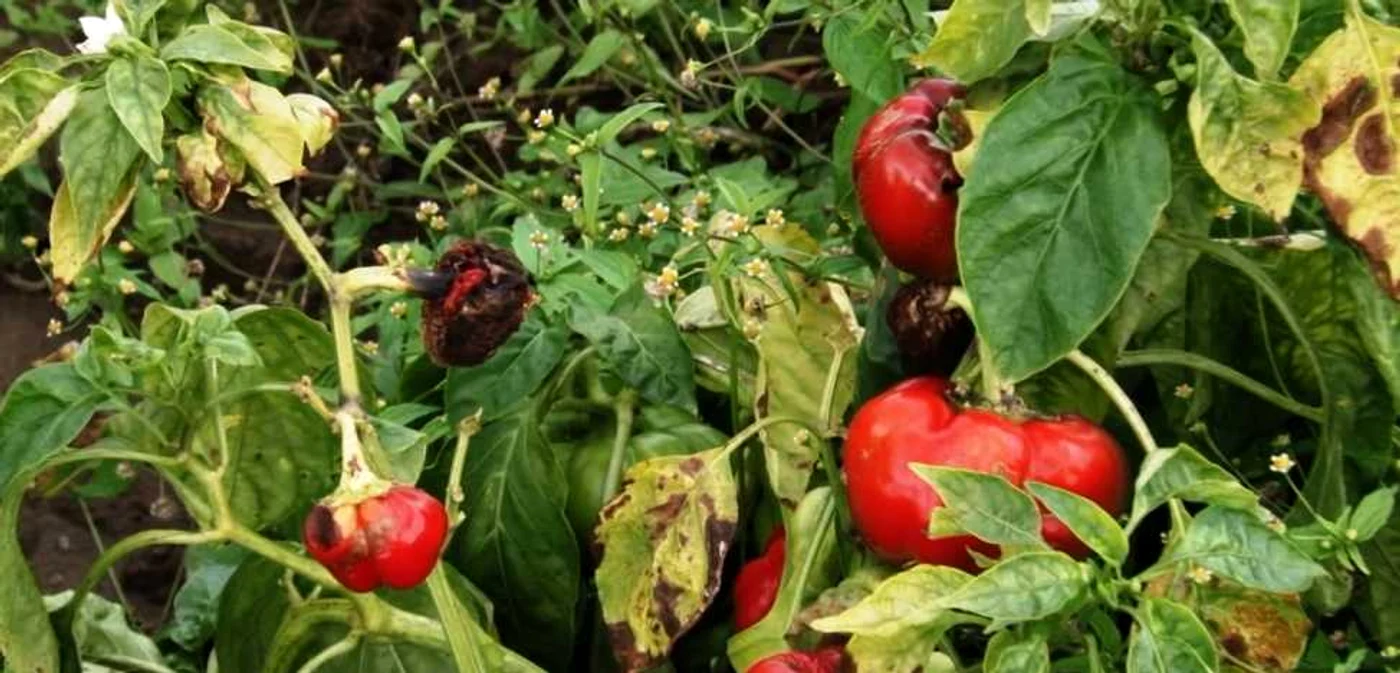 Varza, ardeii sau ceapă s-au stricat pe câmpuri, iar ţăranii abia mai au ce să culeagă