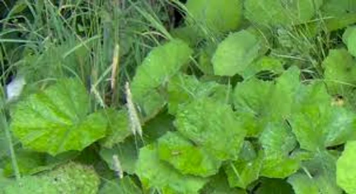 Frunzele de potbal eficiente în afecțiunile respiratorii