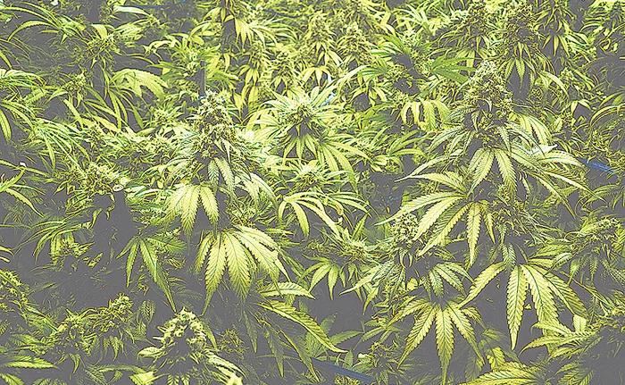 Velu Cornel Maftei riscă închisoarea pentru cultivarea plantelor interzise