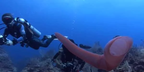 Pyrosome - uluitoarele creaturi marine cunoscute drept „unicornii mării” Foto YouTube