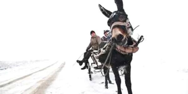 Măgarii vor putea fi importați fără taxe în Moldova