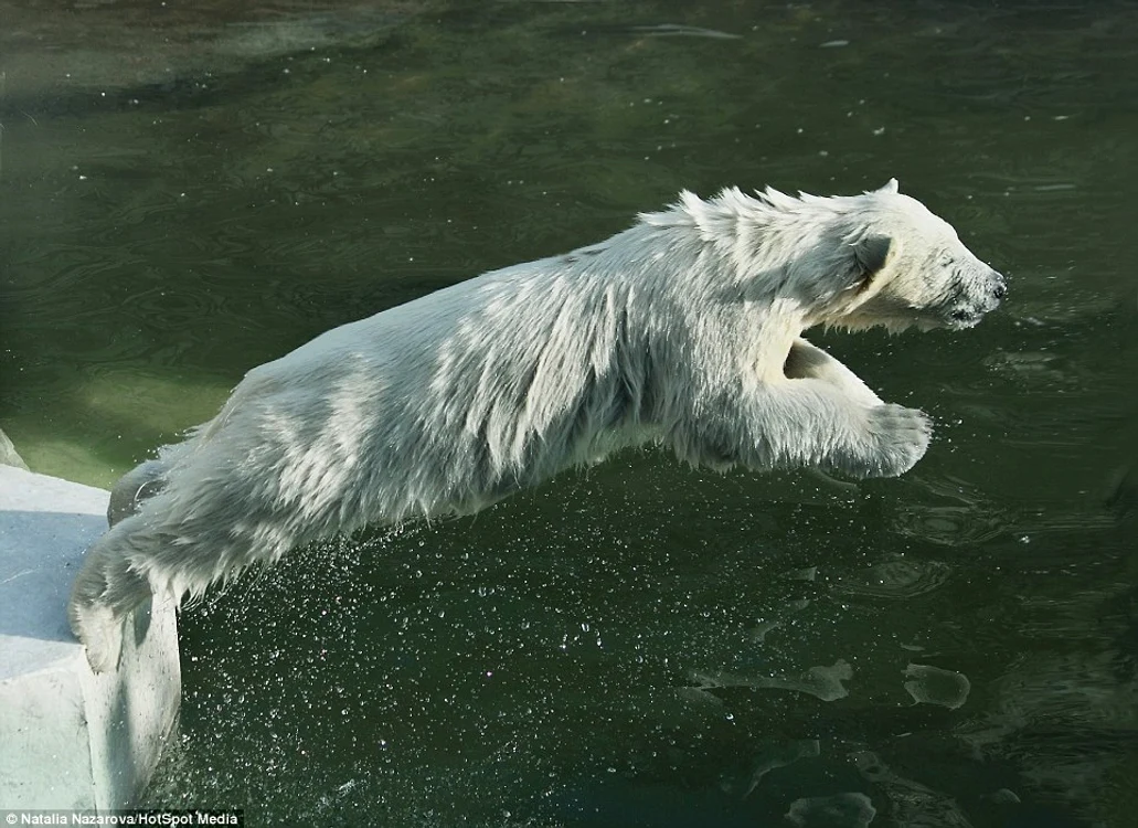 Ursoaica de la grădina zoo din Moscova îşi învaţă puii să înoate
