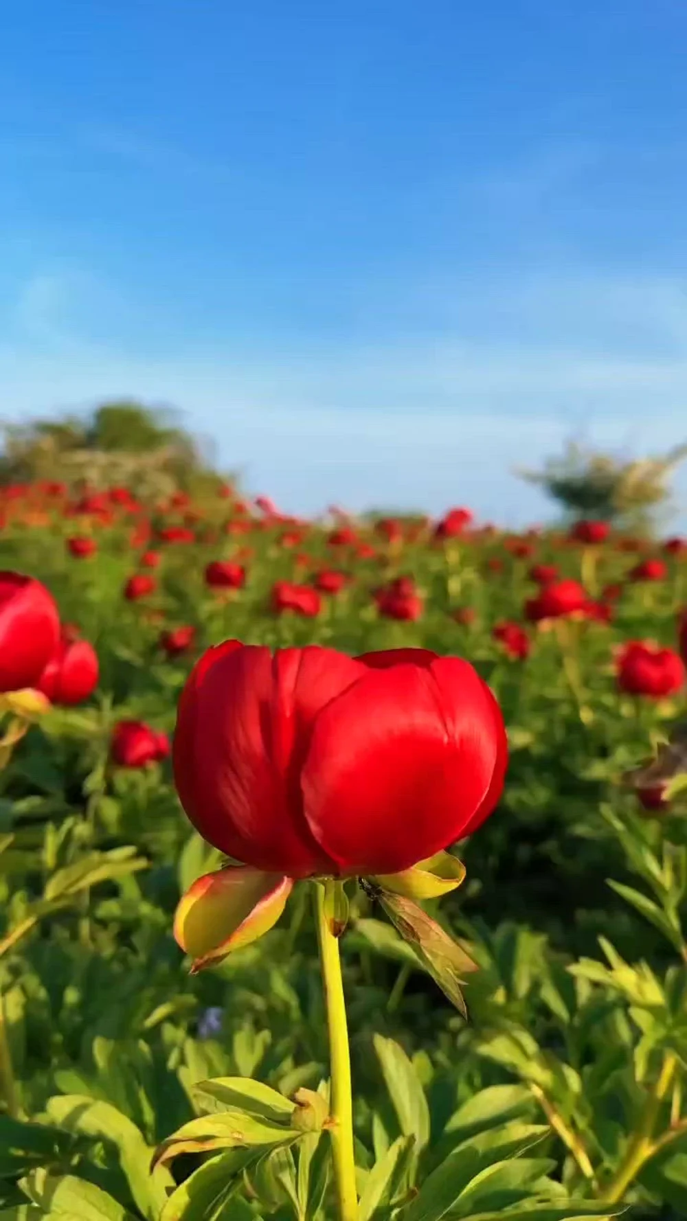 „Țara bujorilor” din Dobrogea. Spectacol de un roșu aprins în „Munții de Granit”: cum ajungi în colțul de rai de la Enisala și Măcin