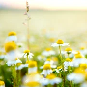 1 musetel shutterstock 1287881557 jpg jpeg