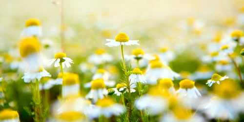 1 musetel shutterstock 1287881557 jpg jpeg