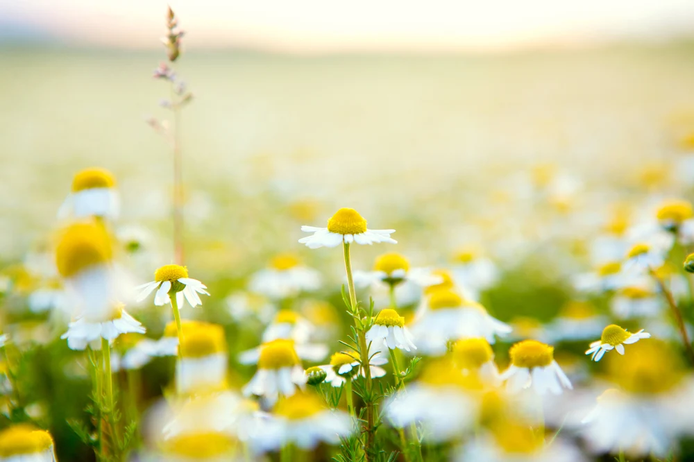 Ce să mănânci seara ca să scapi de insomnie. 10 alimente pentru un somn odihnitor