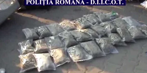 Canabis pregătit pentru trafic