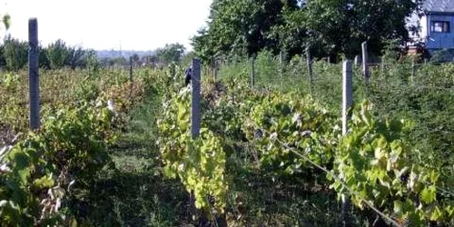 Şpalierii furaţi proveneau de la o plantaţie de viţă de vie 