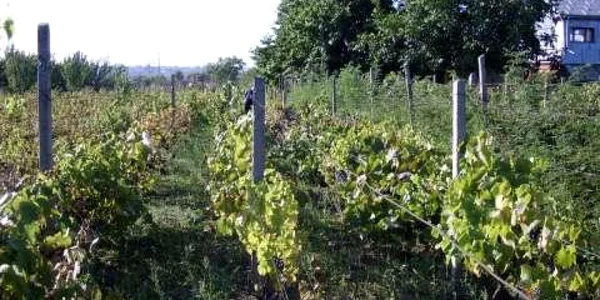 Şpalierii furaţi proveneau de la o plantaţie de viţă de vie 