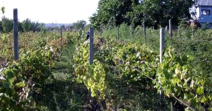Şpalierii furaţi proveneau de pe o plantaţie de viţă de vie