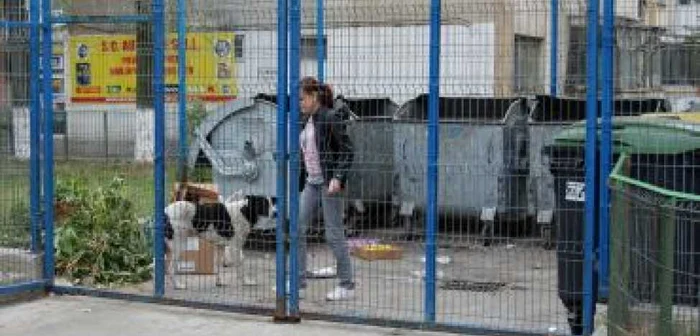Slatina: Maidanezii au împânzit străzile oraşului