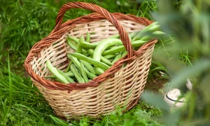 fasole verde cruda jpg