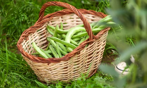 fasole verde cruda jpg