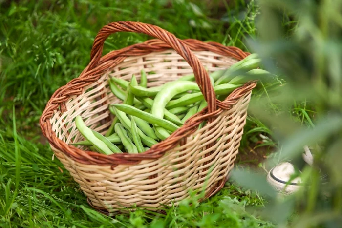 Este un aliment foarte sanatos