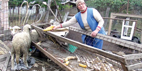 Sătenii vor spune cenzorilor agricoli câte animale au şi ce suprafeţe de teren deţin