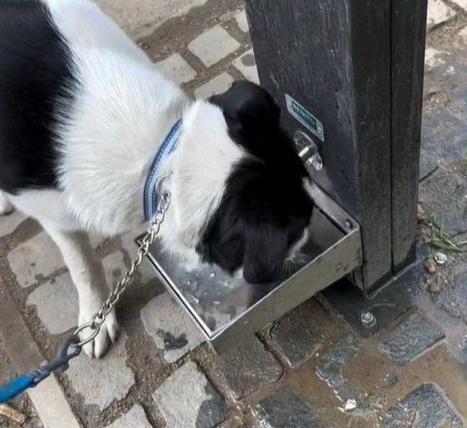Zece puncte de hidratare pentru câini, în Timișoara. O investiție cu adevărat prietenoasă cu animalele