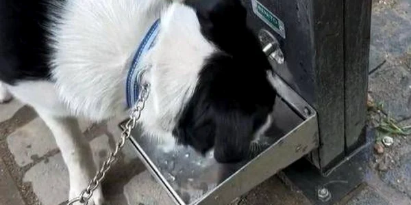 Cișmele pentru câini FOTO Aquatim