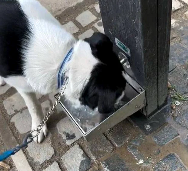 Un câine fericit la Timișoara FOTO Aquatim