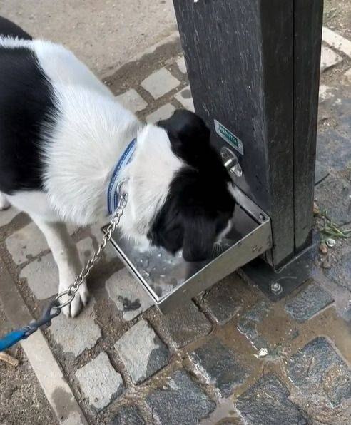 Zece sfaturi pentru a hidrata câinii din Timișoara eficient Zece sfaturi pentru a hidrata câinii din Timișoara eficient