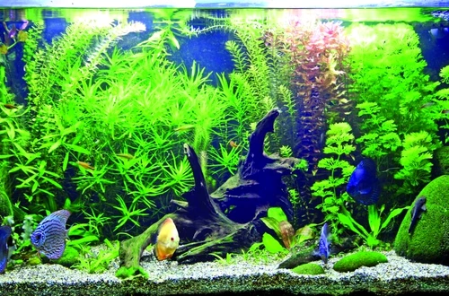 1 48220 original jpg jpeg