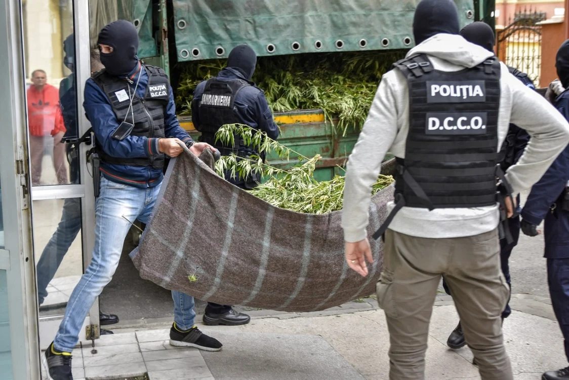 Poliţia Română: peste 72 de kilograme de canabis confiscate în Capitală şi în judeţele limitrofe. FOTO: Arhivă