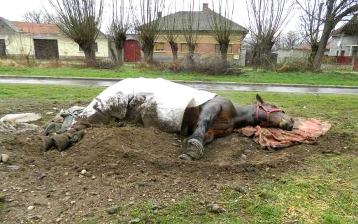 Armăsarul a fost mutilat şi abandonat. FOTOGRAFII: Săptămânalul VORBA, Orăştie