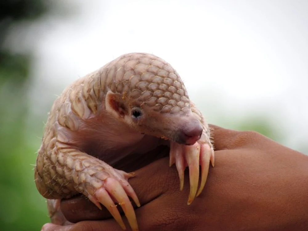 Pangolinul ar fi răspunzător pentru transmiterea coronavirusului