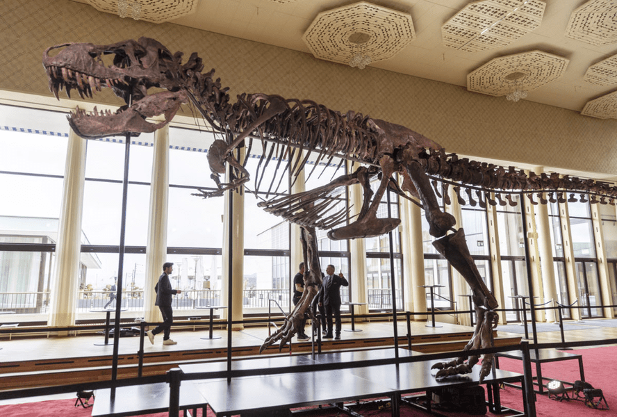 Un schelet de Tyrannosaurus rex s-a vândut cu peste 6 milioane de dolari