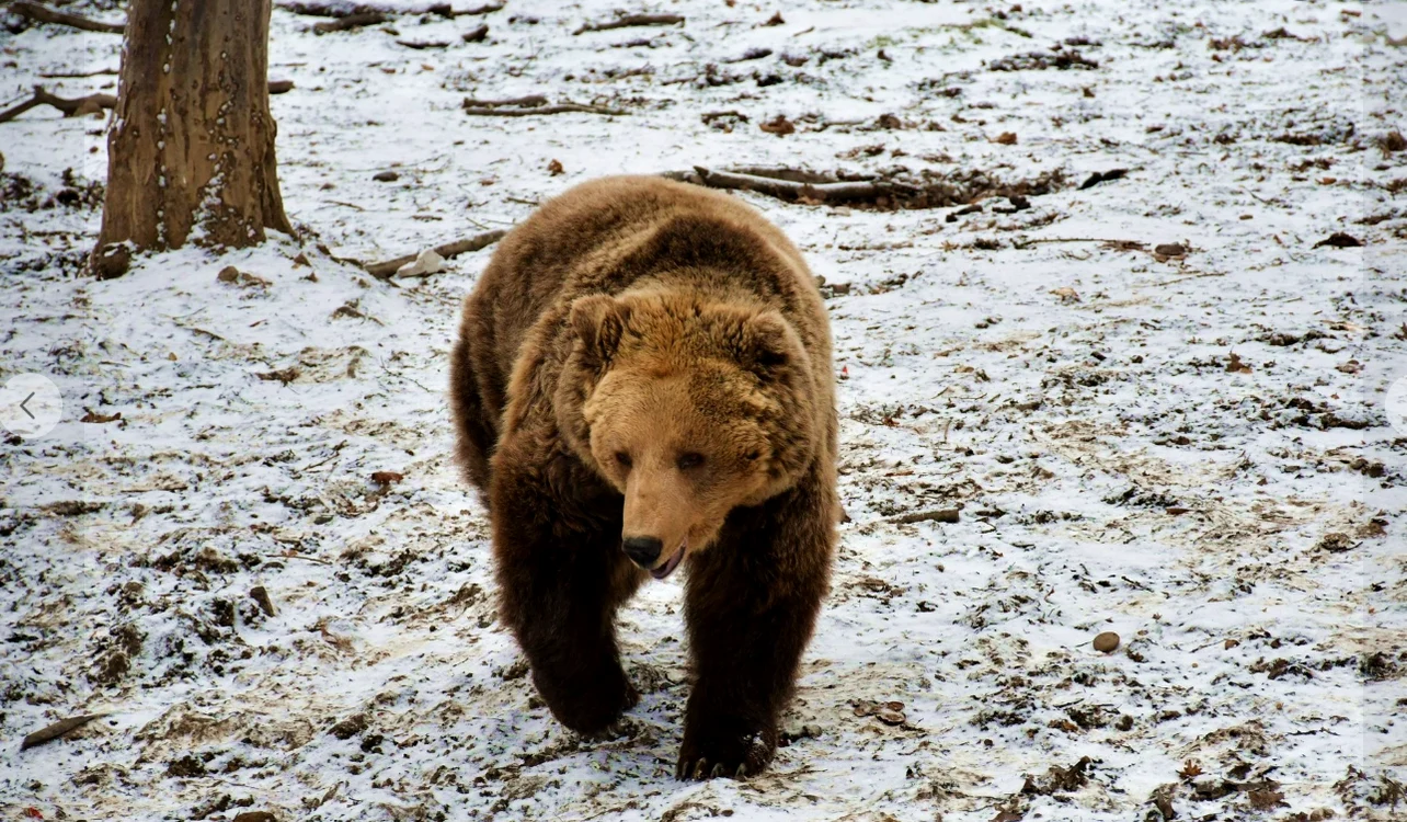 FOTO Facebook / Târgu Mureș Zoo