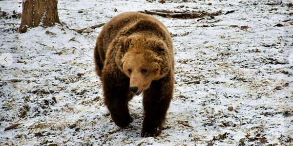 Urs Gradina Zoologica Targu Mures FOTO Facebook  png