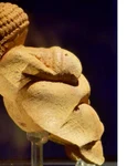 Venus din Willendorf idol al fertilității sau jucărie erotică? jpeg