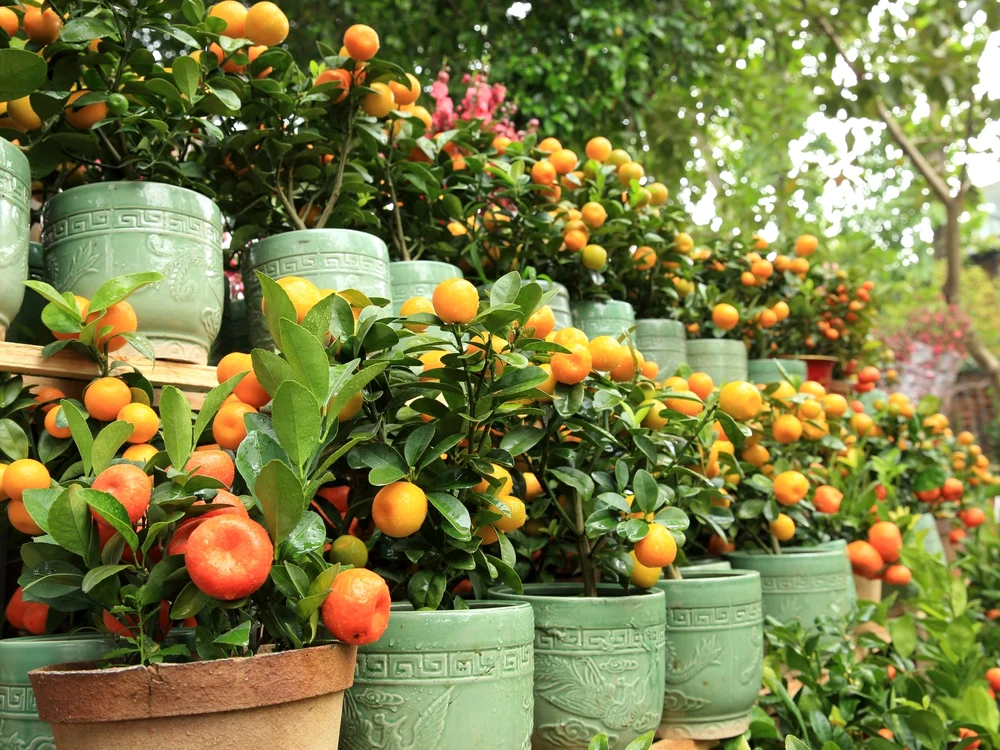 Portocali pitici în ghivece plini de fructe Foto Life is a Garden
