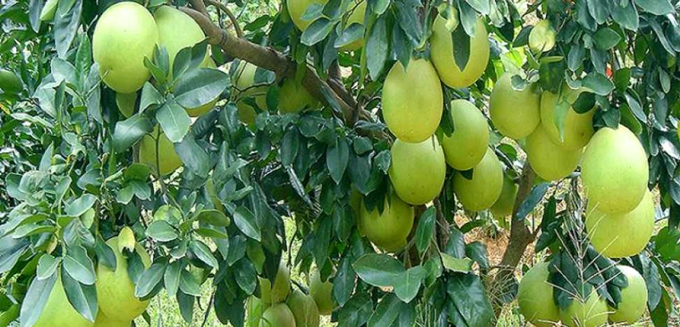 calarasi pomelo