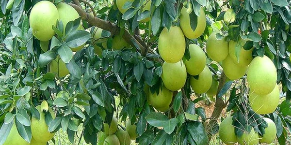 calarasi pomelo