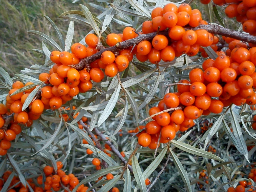 Cătina albă, pe lista fructelor cu cea mai multă vitamina C OTO Shutterstock