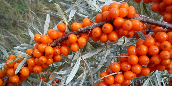 calaarsi catina