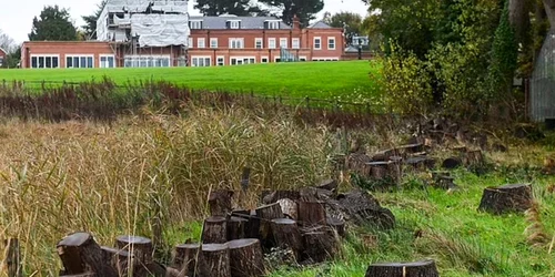 copaci taiati de backer jpg