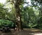 parcul dendrologic din simeria foto daniel guta adevarul
