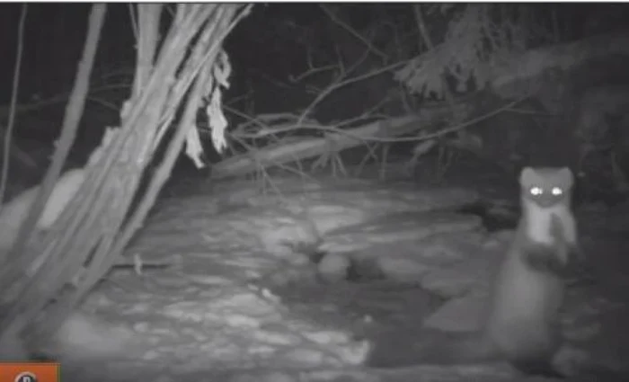 Micuţul animal a fost surprins de o cameră de luat vederi