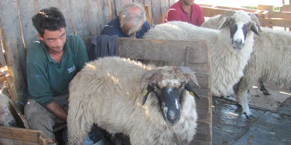 Seceta a injumatatit productia de lapte de oaie, in judetul Sibiu